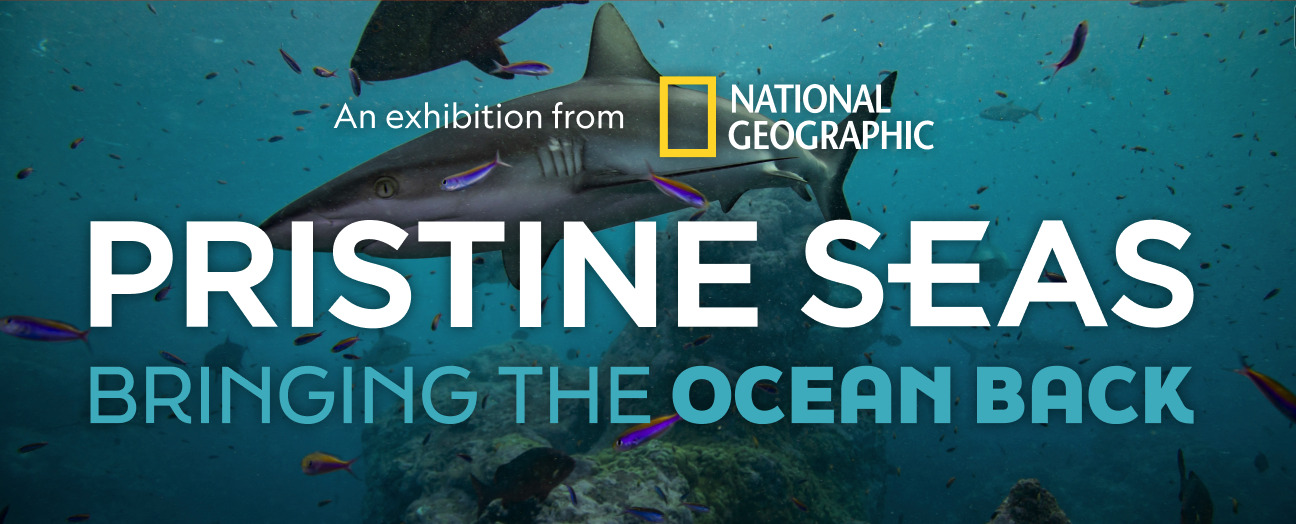Pristine Seas. Bringing the Ocean back. An exhibition from National Geographic. Sharks swimming in clear waters.